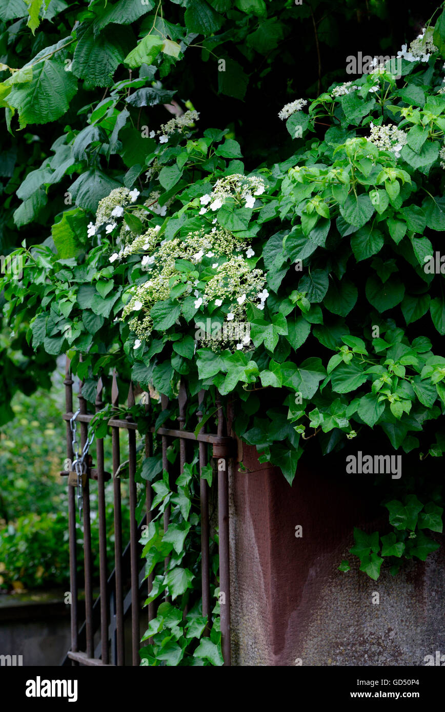 Teller-Hortensie mit Gartentor, Tellerhortensie / (Hydrangea serrata) Stock Photo
