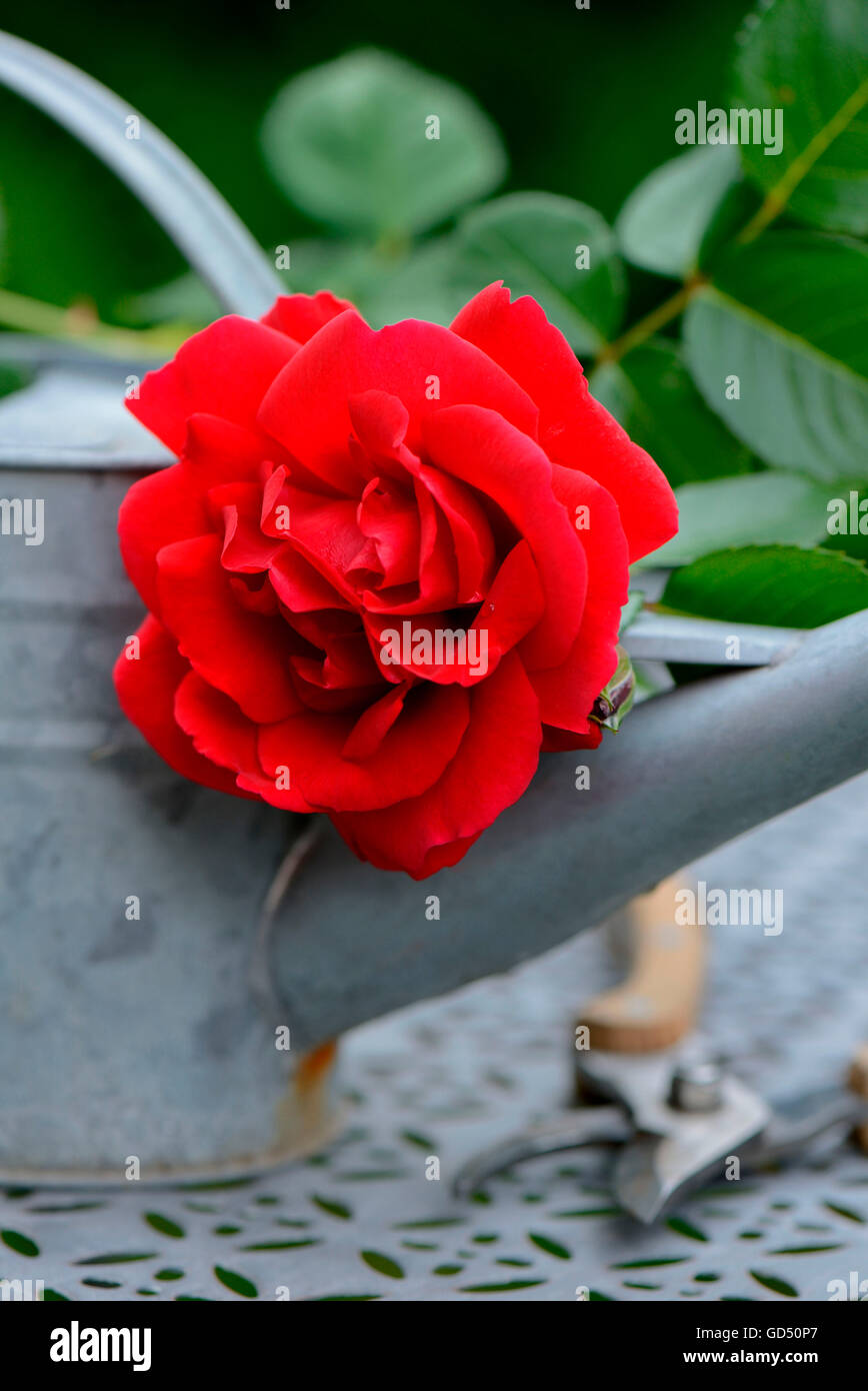Rosenbluete mit Giesskanne und Gartenschere, Sorte Sympathie Stock Photo