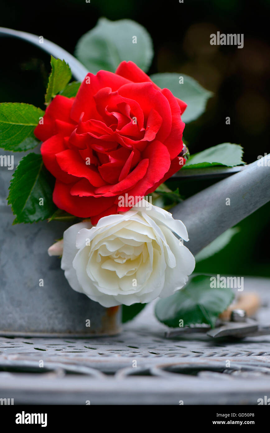 Rosenbluete mit Giesskanne und Gartenschere Stock Photo