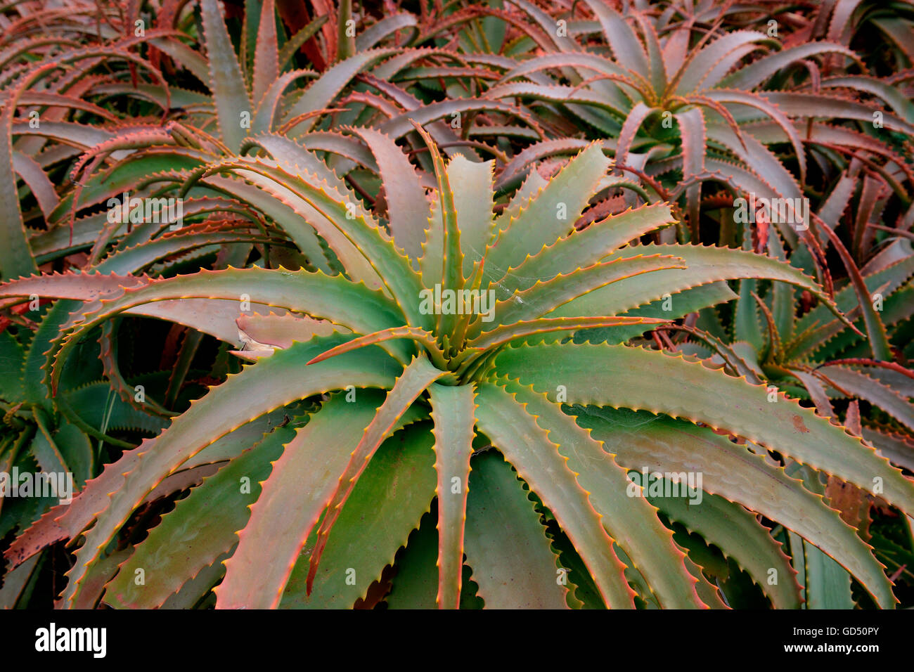 Baum-Aloe / (Aloe arborescens), Madeira, Portugal Stock Photo