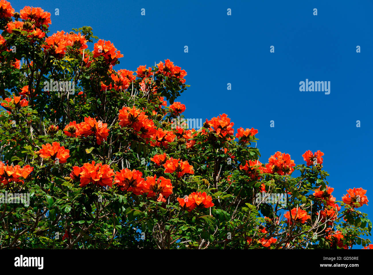 Afrikanischer Tulpenbaum / (Spathodea campanulata), Funchal, Madeira, Portugal Stock Photo