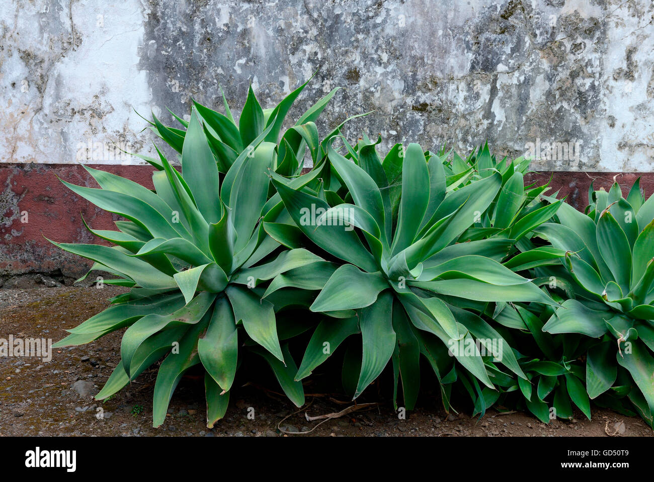 Agave attenuata plants madeira hi-res stock photography and images - Alamy