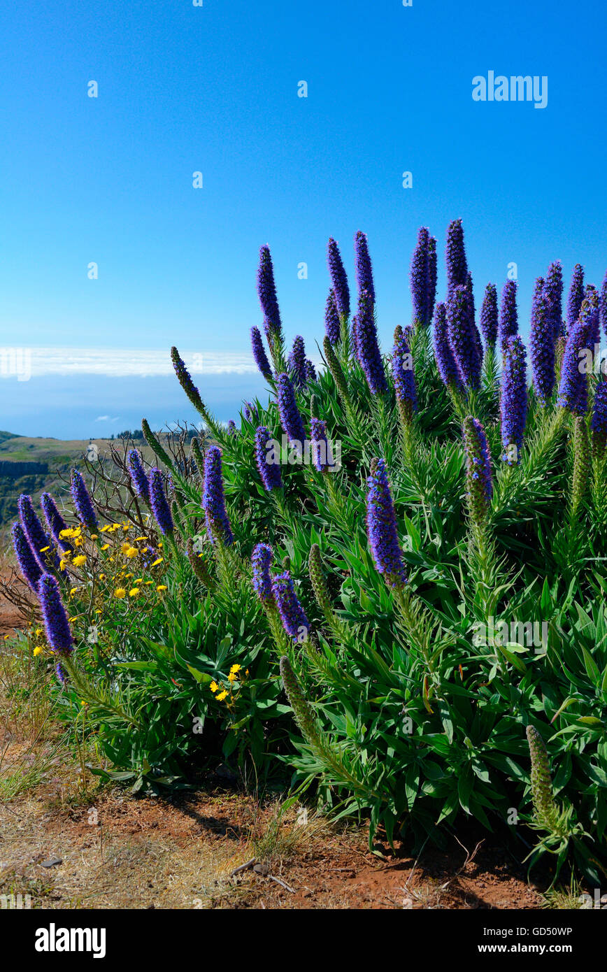 Stolz von Madeira, / (Echium fastuosum), Standort Pico do Arieiro, Madeira, Portugal Stock Photo
