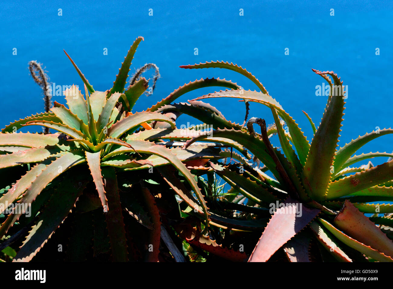 Baum-Aloe / (Aloe arborescens), Madeira, Portugal Stock Photo