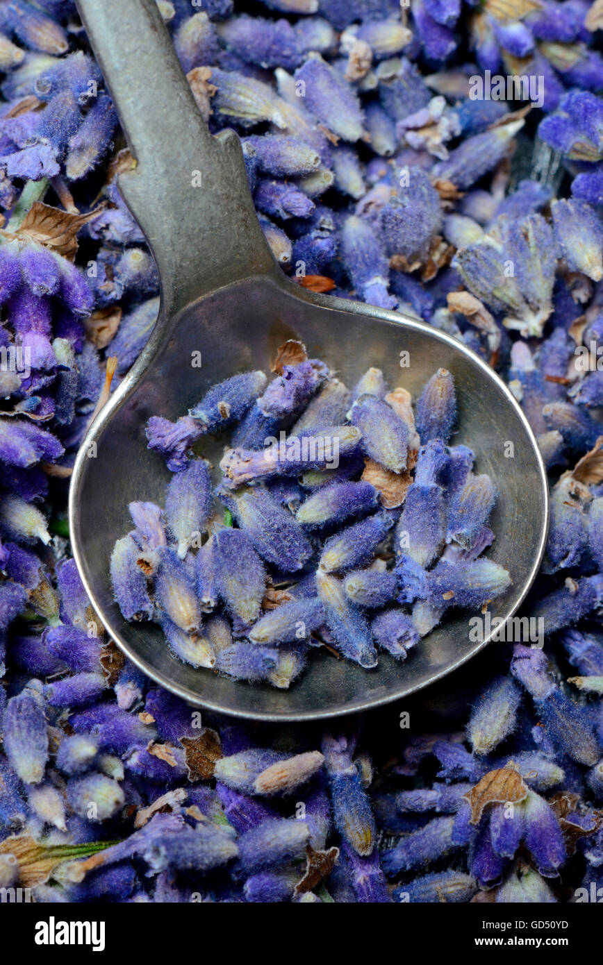 getrocknete Lavendelblueten mit Loeffel (Lavandula angustifolia) Stock Photo