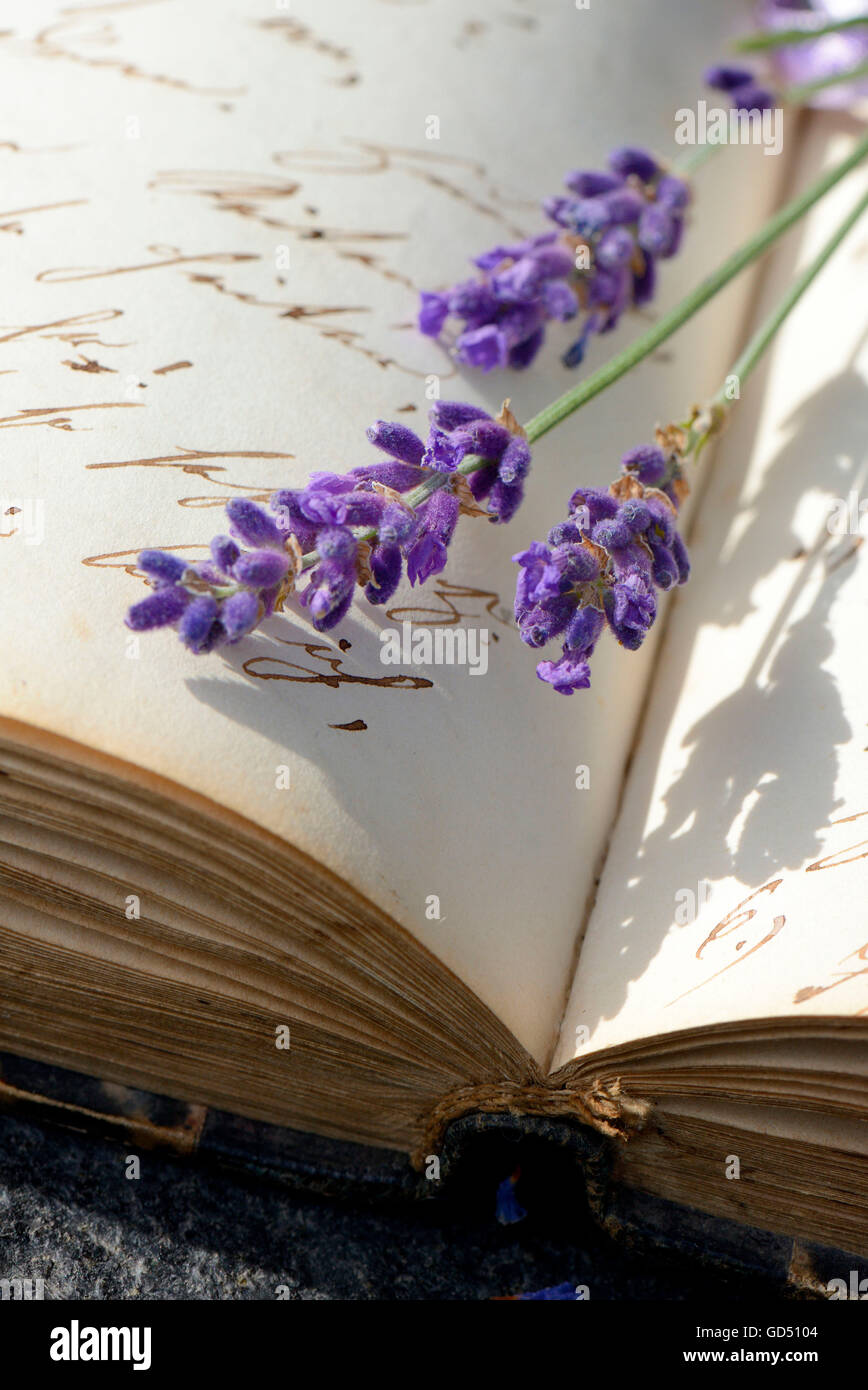 Lavendelblueten auf Buch mit alter Handschrift, (Lavandula spec.) Stock Photo