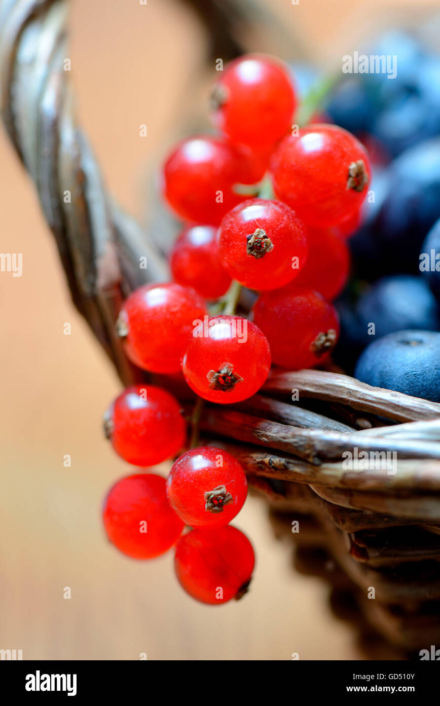 Johannisbeeren und Heidelbeeren in Korb, Kulturheidelbeere Stock Photo