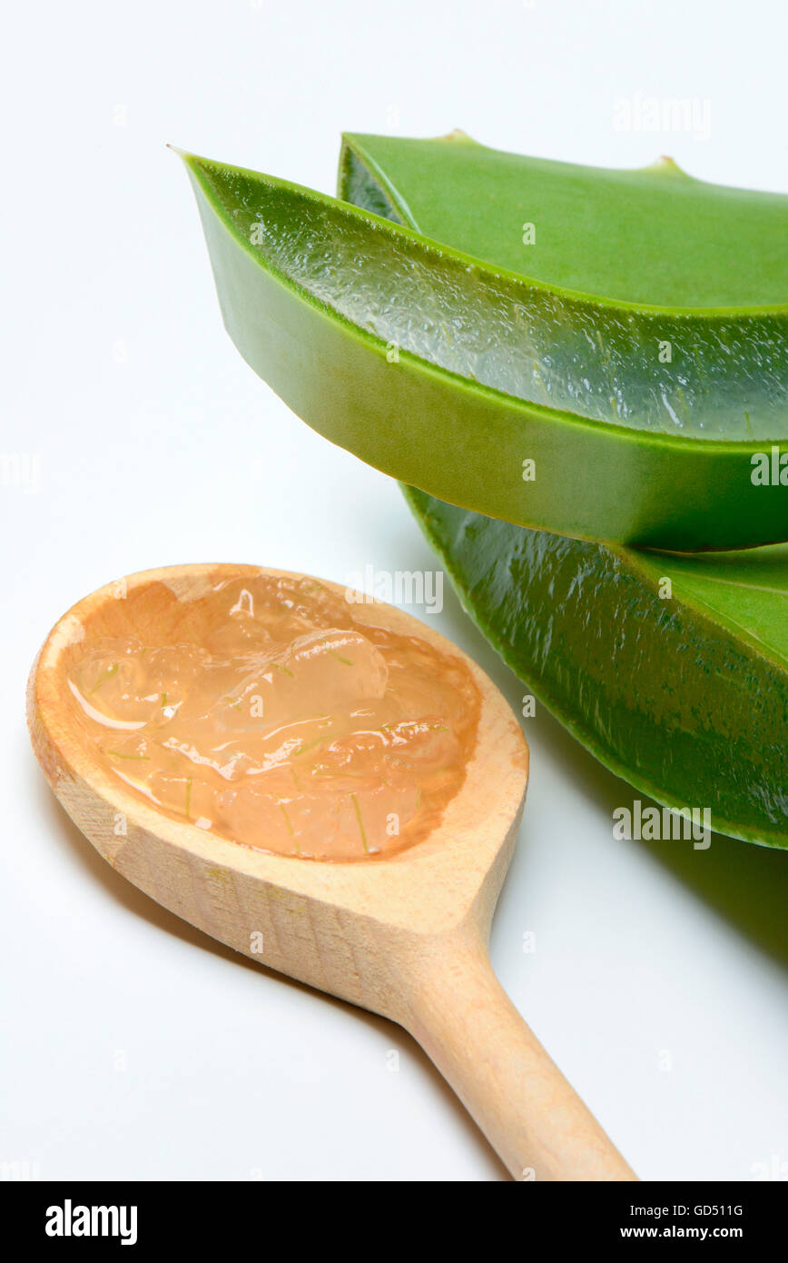Blattscheiben der Aloe vera und angeschnittenes Blatt, Echte Aloe, Blattgel, Gel Stock Photo