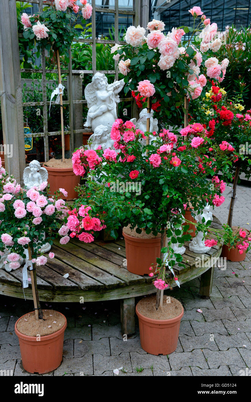 Rosenverkauf in Gartencenter, Stammrose, Stammrosen, Engelskulptur