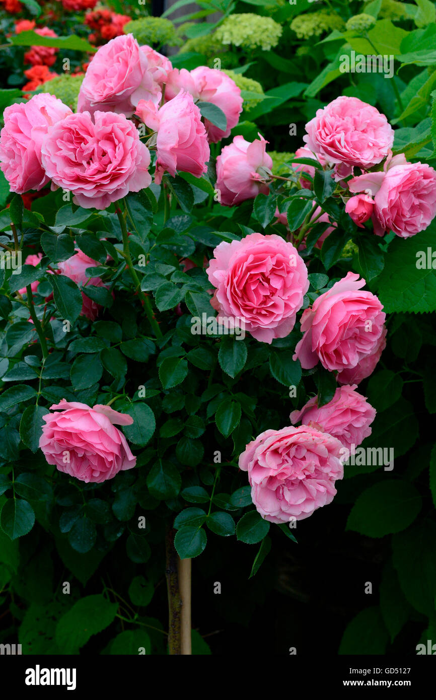 Rose, Sorte Leonardo da Vinci, Stammrose Stock Photo - Alamy