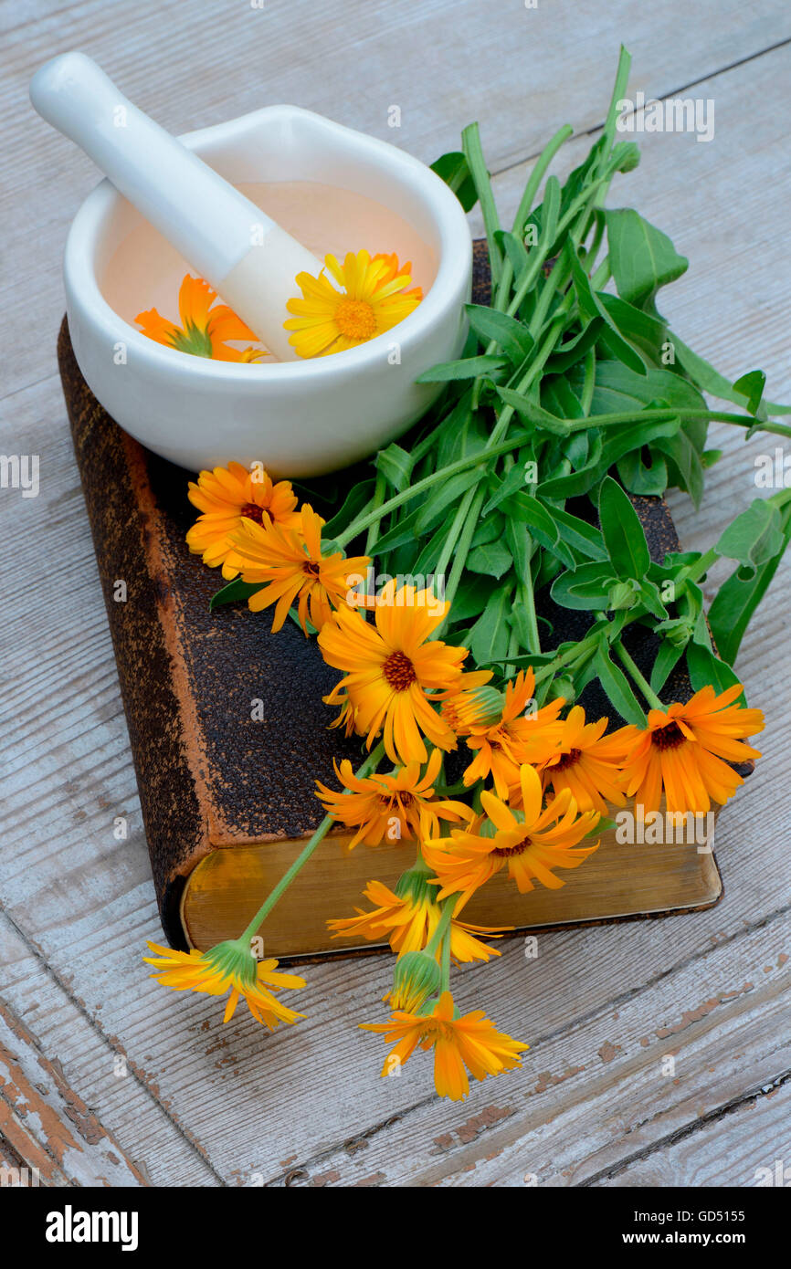 Common Marigold on old book, Calendula officinalis Stock Photo