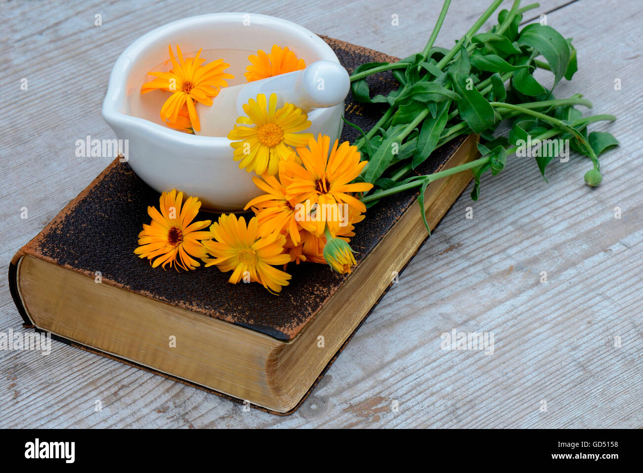 Common Marigold on old book, Calendula officinalis Stock Photo