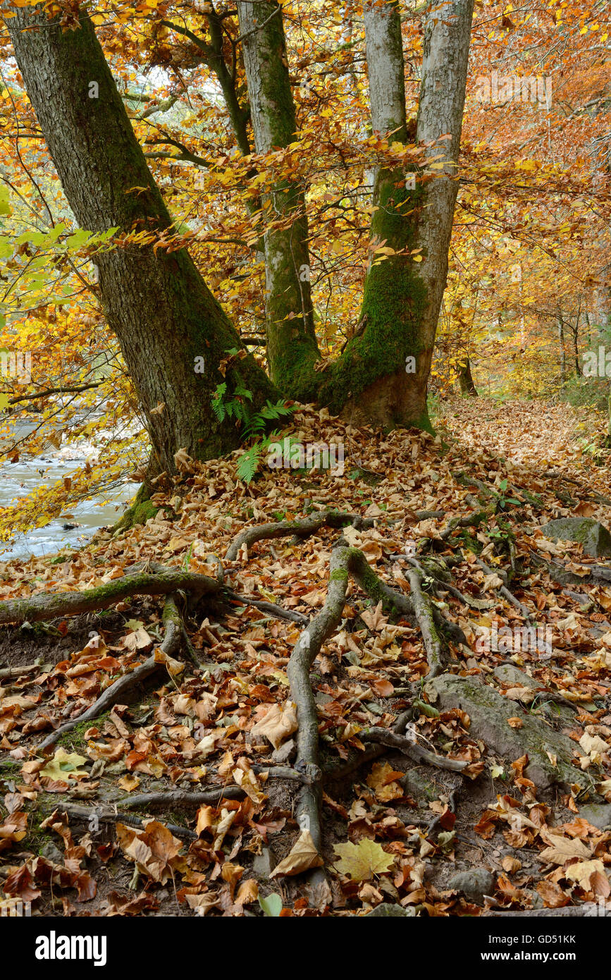 Buche im Herbst, Wutachschlucht, Schwarzwald, Baden-Wuerttemberg, Deutschland Stock Photo