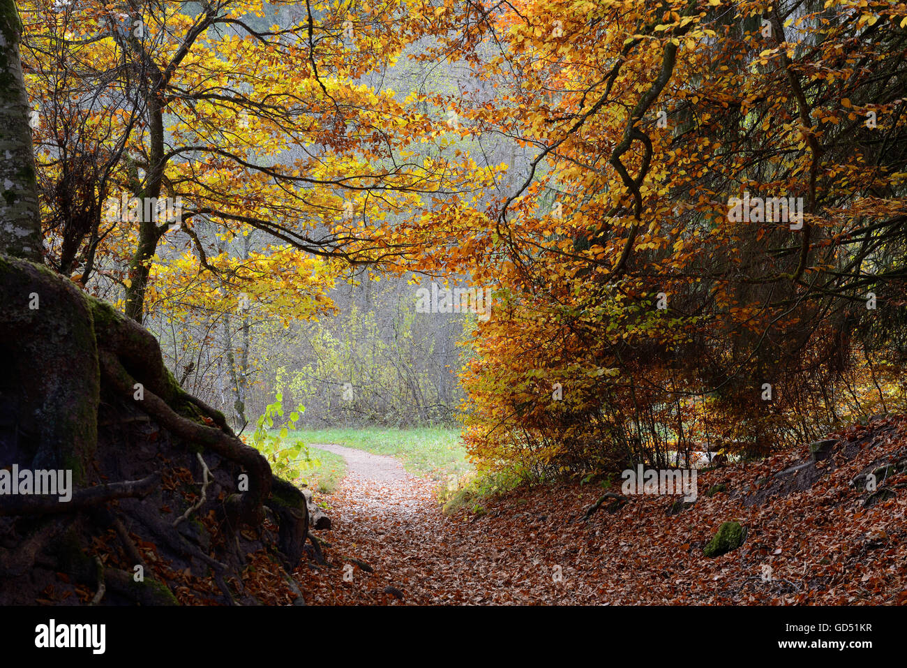 Herbstwald mit Weg, Wutachschlucht, Schwarzwald, Baden-Wuerttemberg, Deutschland Stock Photo