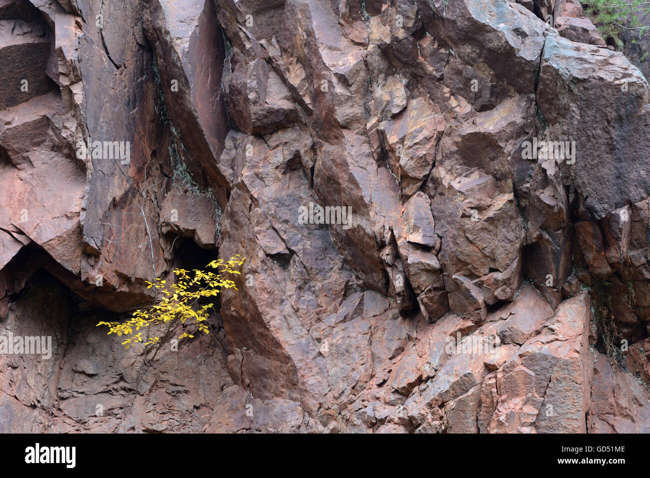 roter Sandstein, Roetenbachschlucht, Schwarzwald, Baden-Wuerttemberg, Deutschland, Buntsandstein, Feflswand, Rötenbachschlucht Stock Photo