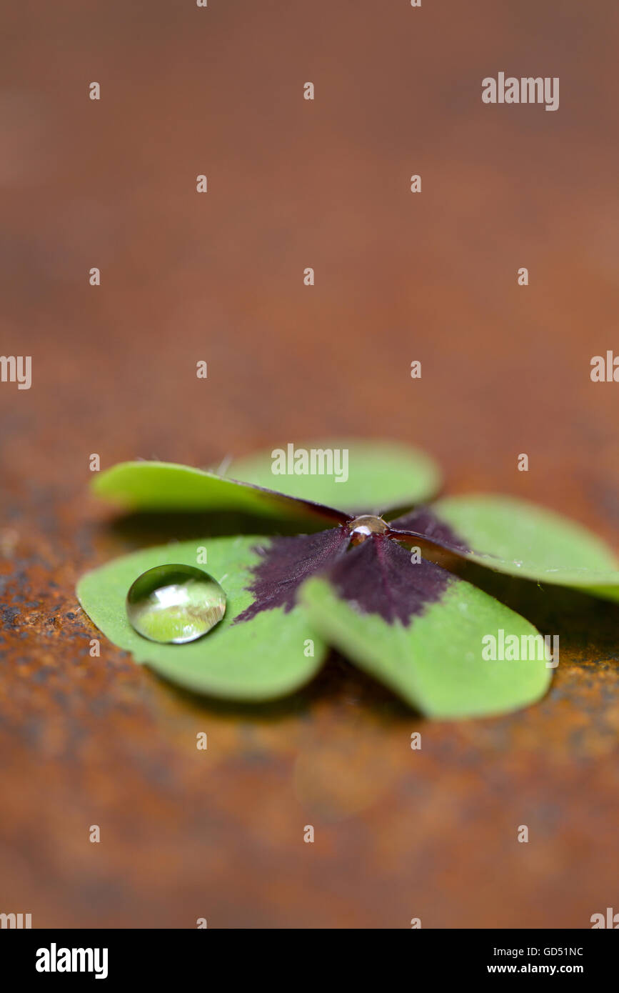 Vierblaettriges Kleeblatt  mit Wassertropfen, Oxalis deppei Stock Photo