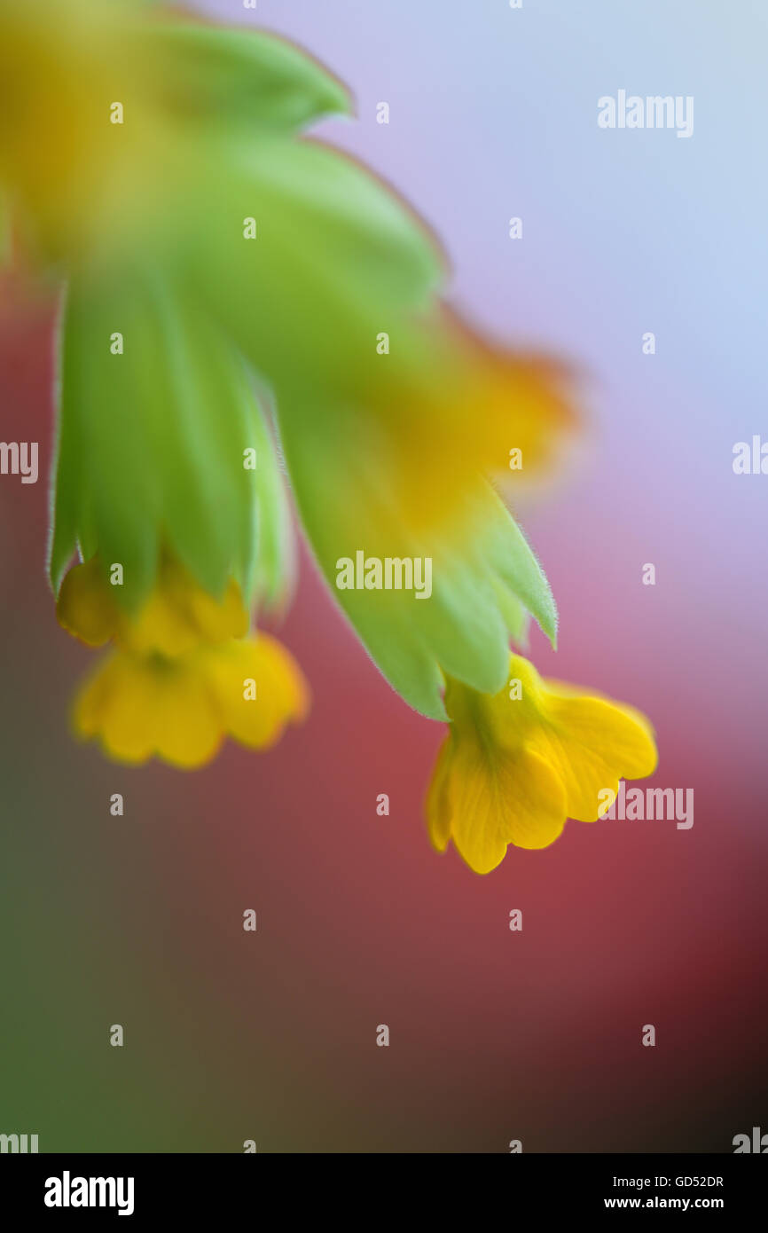 Echte Schluesselblume, Primula veris Stock Photo