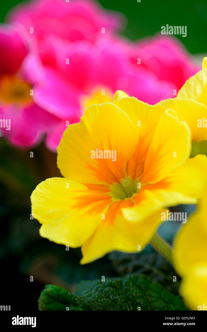 Primroses / (Primula spec.) Stock Photo