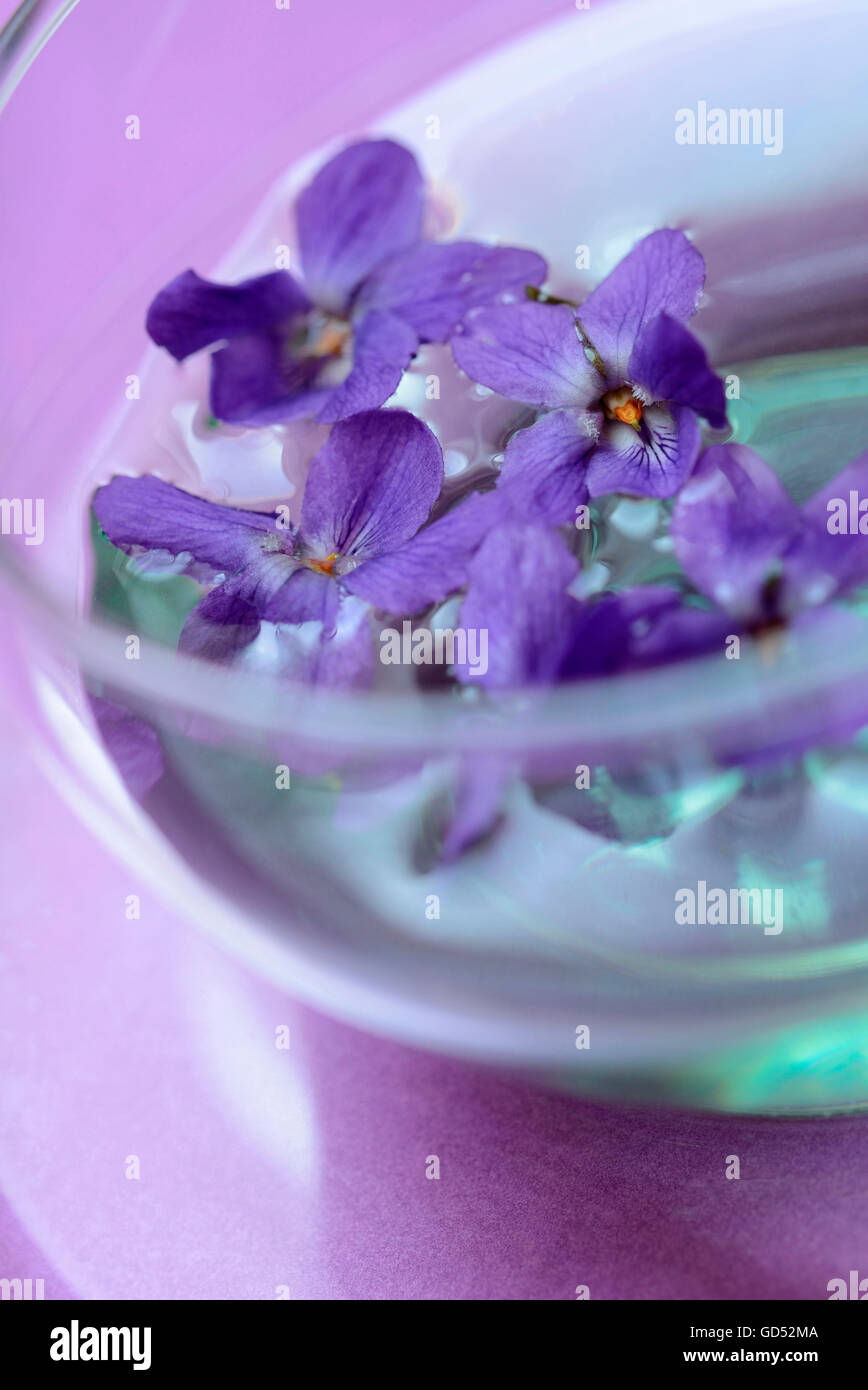 Violet tea / (Viola odorata) Stock Photo