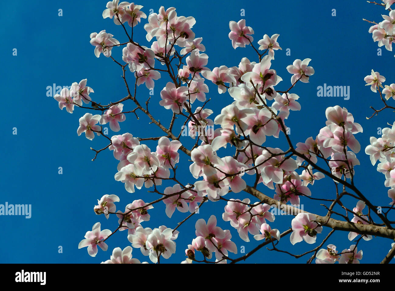 Magnolia / (Magnolia x Veitchii x Denudata) Stock Photo
