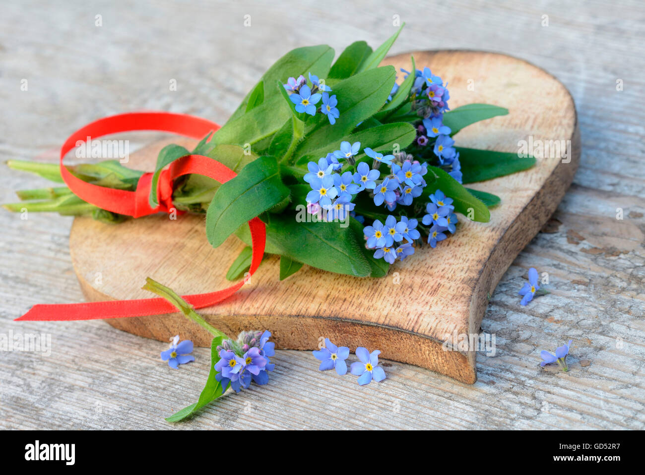 Forgetmenot / (Myosotis spec.) Stock Photo