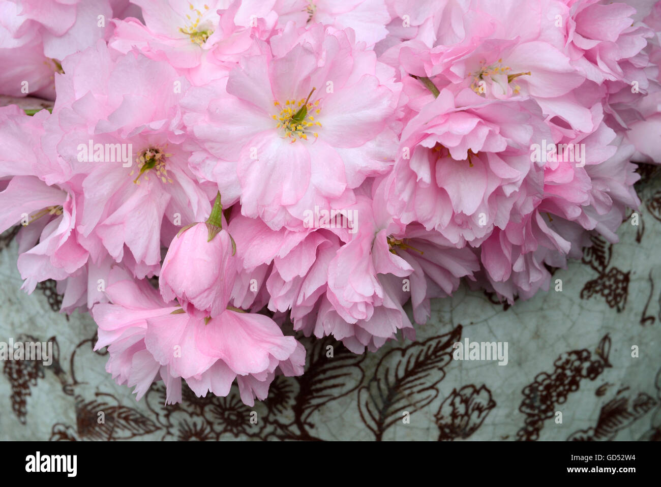 Flowering Cherry / (Prunus spec.) Stock Photo