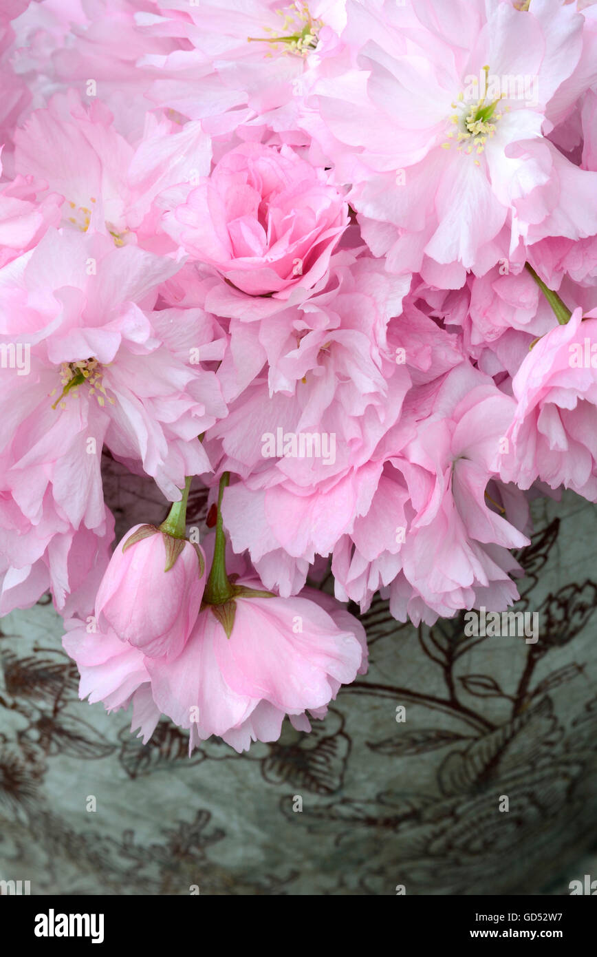 Flowering Cherry / (Prunus spec.) Stock Photo