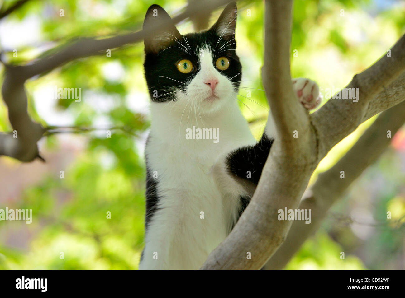 Domestic Cat, kitten climbing in tree Stock Photo