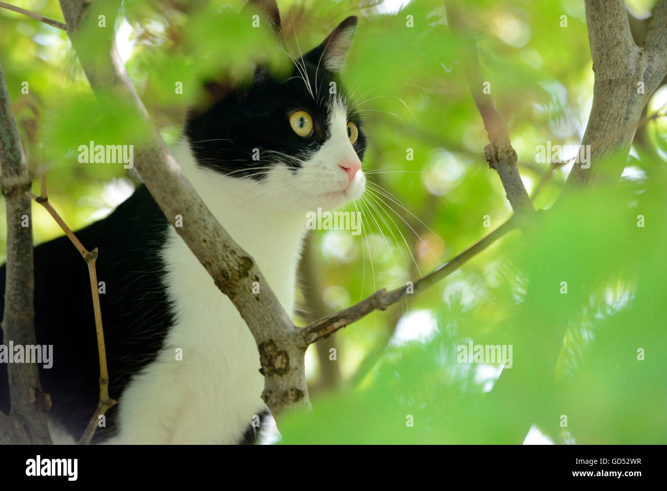 Domestic Cat, kitten climbing in tree Stock Photo
