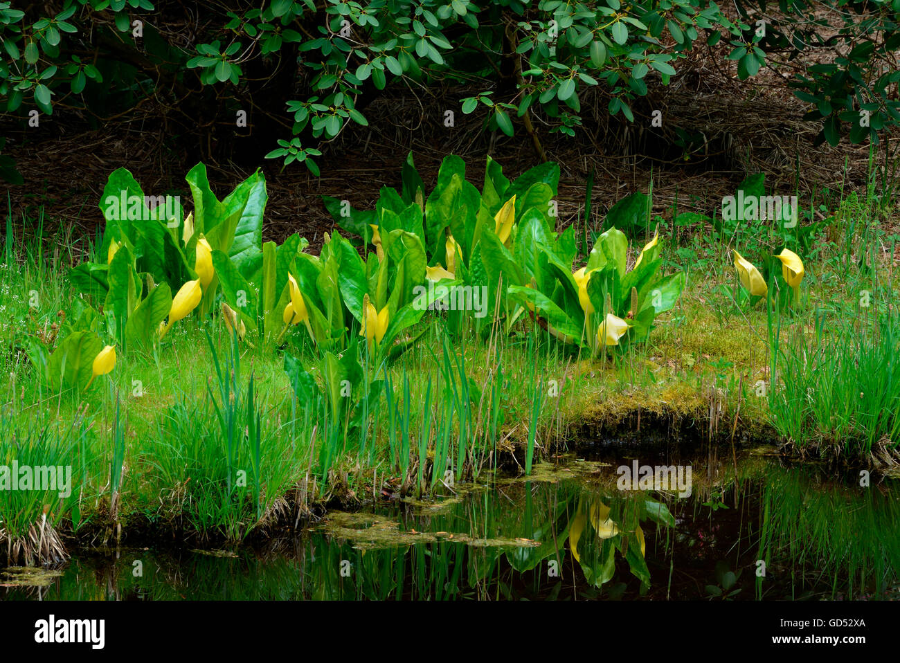 American skunk-cabbage / (Lysichiton americanus Stock Photo - Alamy