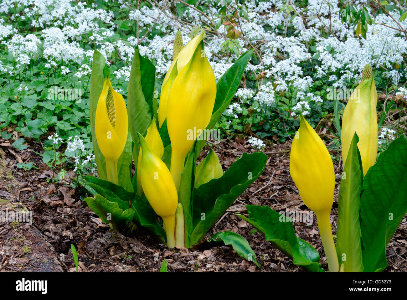 American skunk-cabbage / (Lysichiton americanus Stock Photo - Alamy