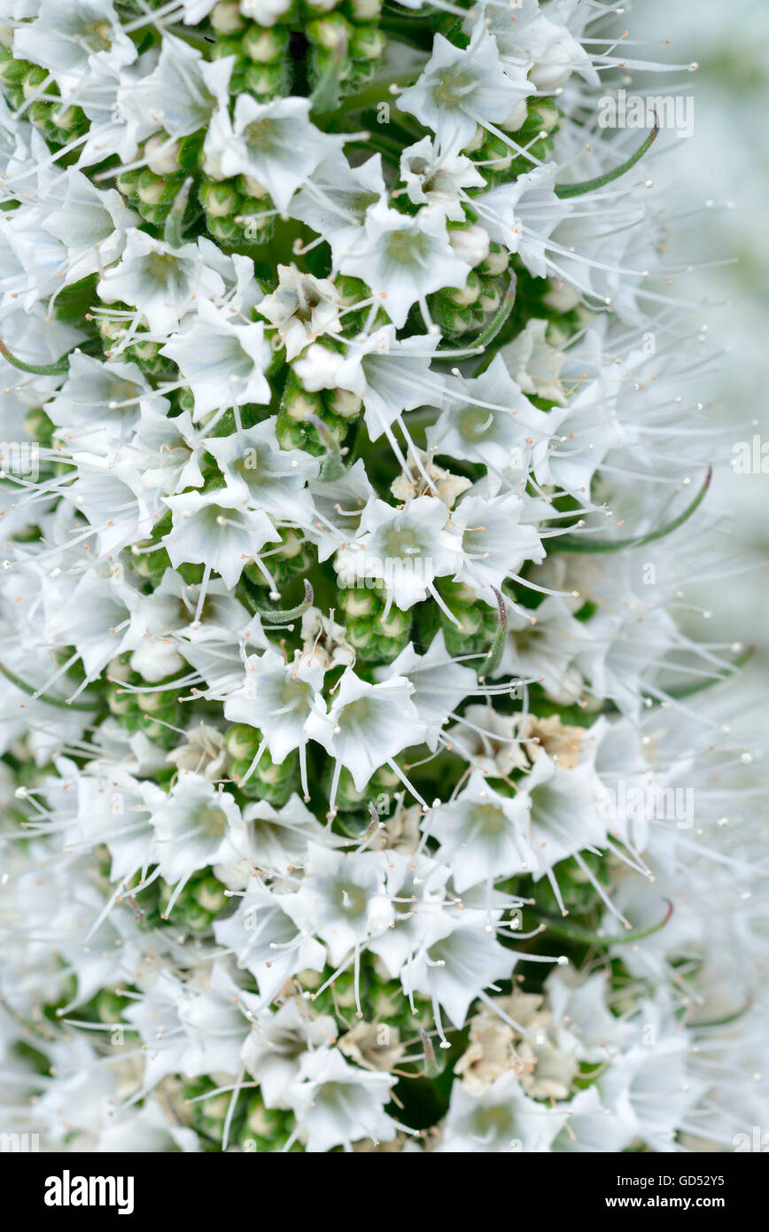 Tower of jewels / (Echium simplex Stock Photo - Alamy