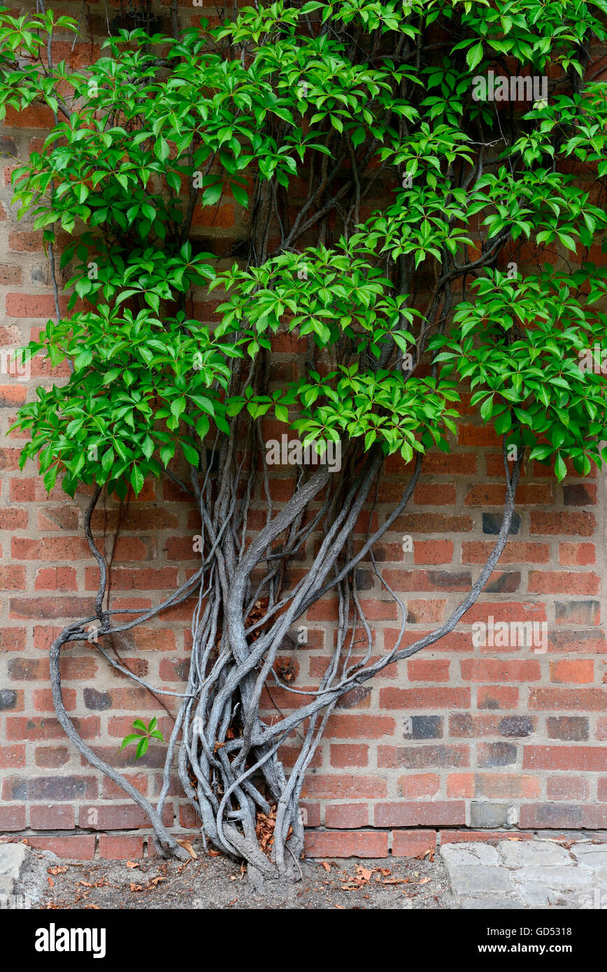 Virginia Creeper / (Parthenocissus quinquefolia) Stock Photo