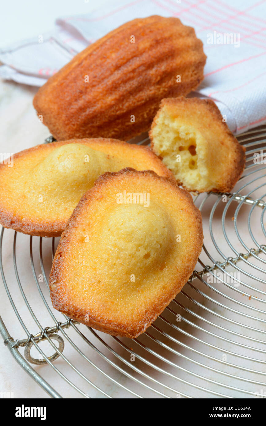 Madeleines on cooling rack Stock Photo