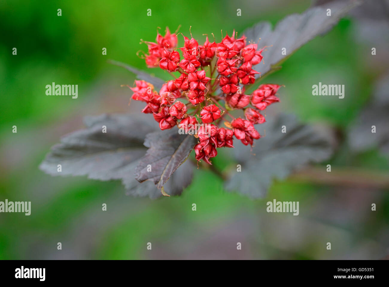 Spiraea opulifolius hi-res stock photography and images - Alamy