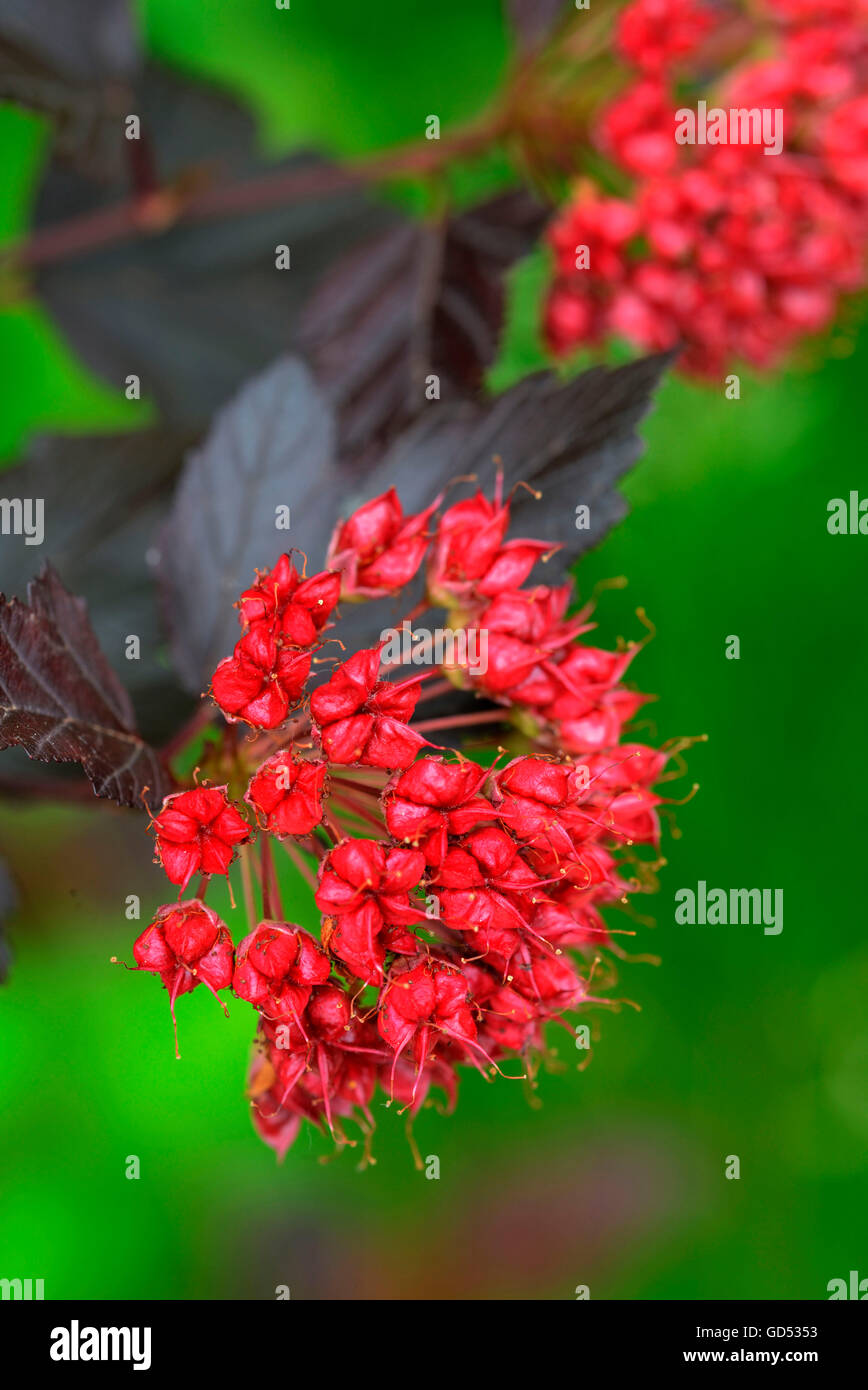 Common ninebark, variety Diabolo, Physocarpus opulifolius Stock Photo