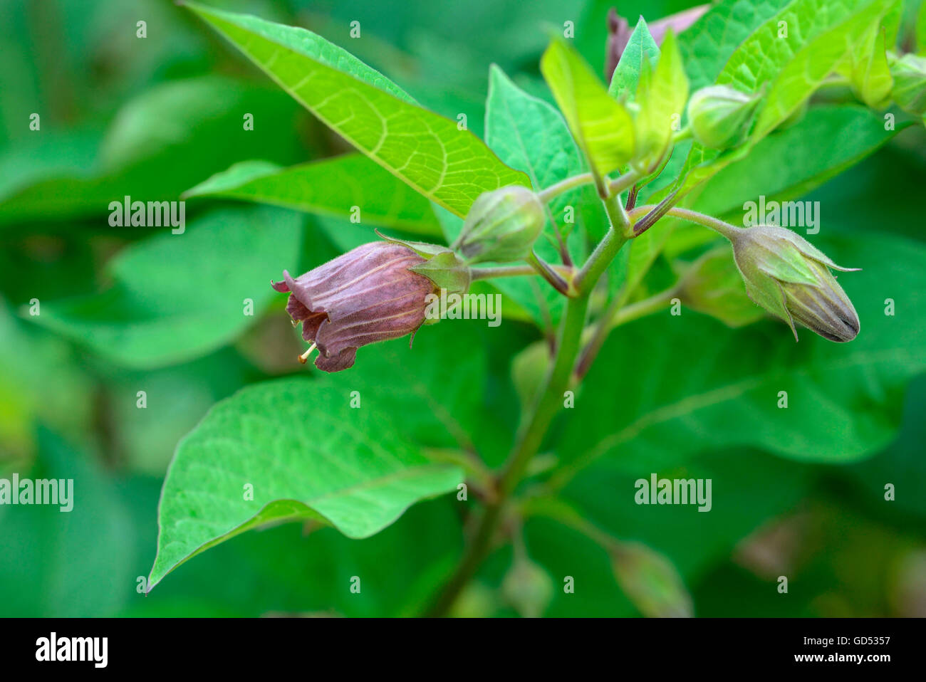 Deadly Nighshade, Atropa belladonna Stock Photo