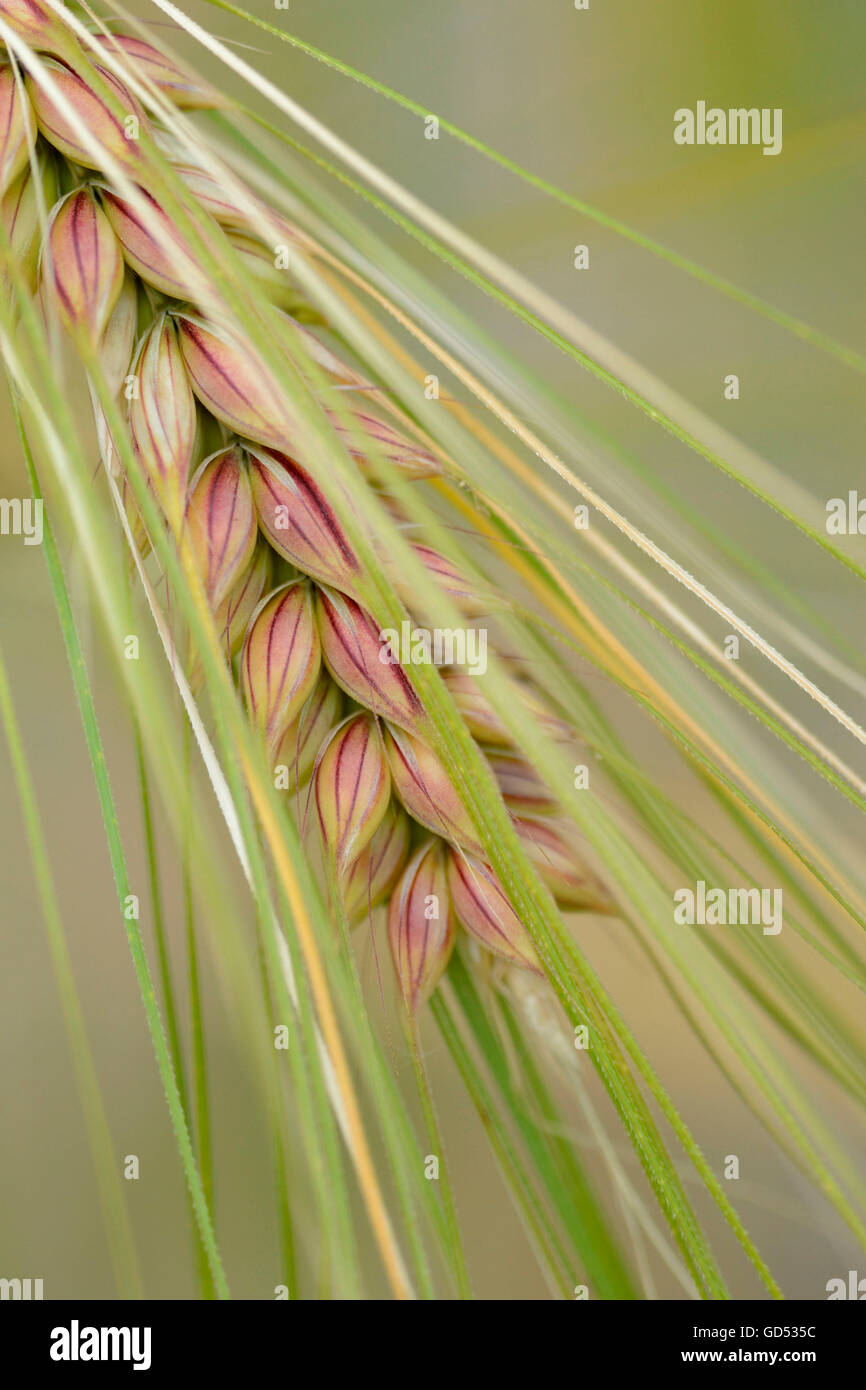 Barley / (Hordeum vulgare) Stock Photo