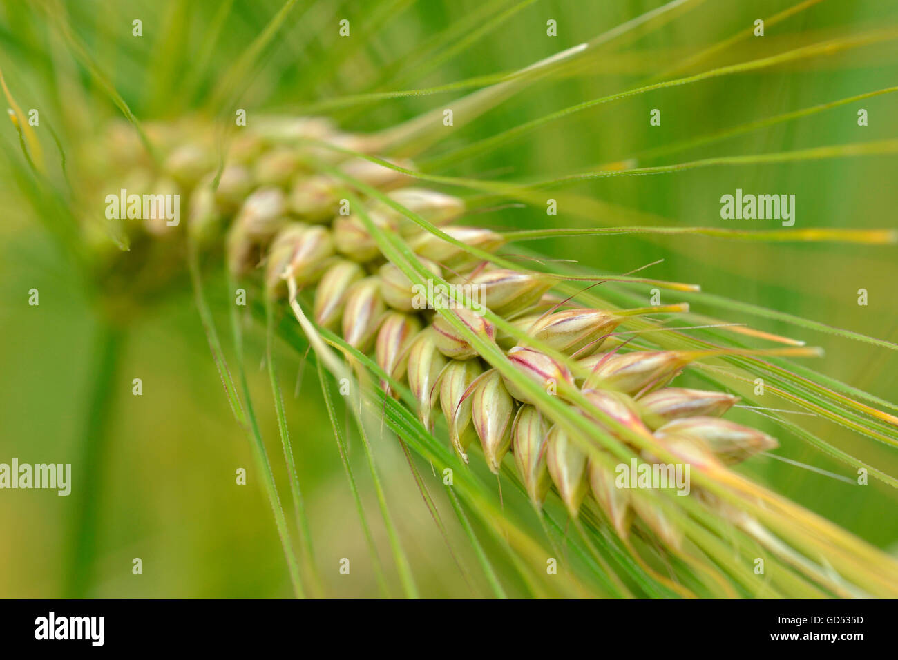 Barley / (Hordeum vulgare) Stock Photo