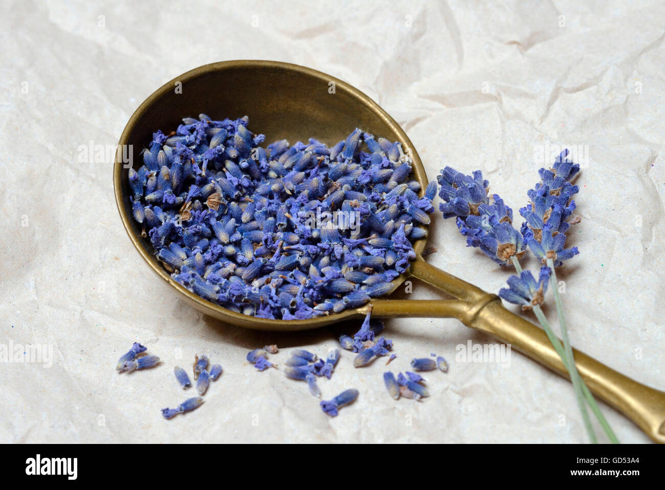 Dried Lavender blossoms, Lavandula angustifolia Stock Photo
