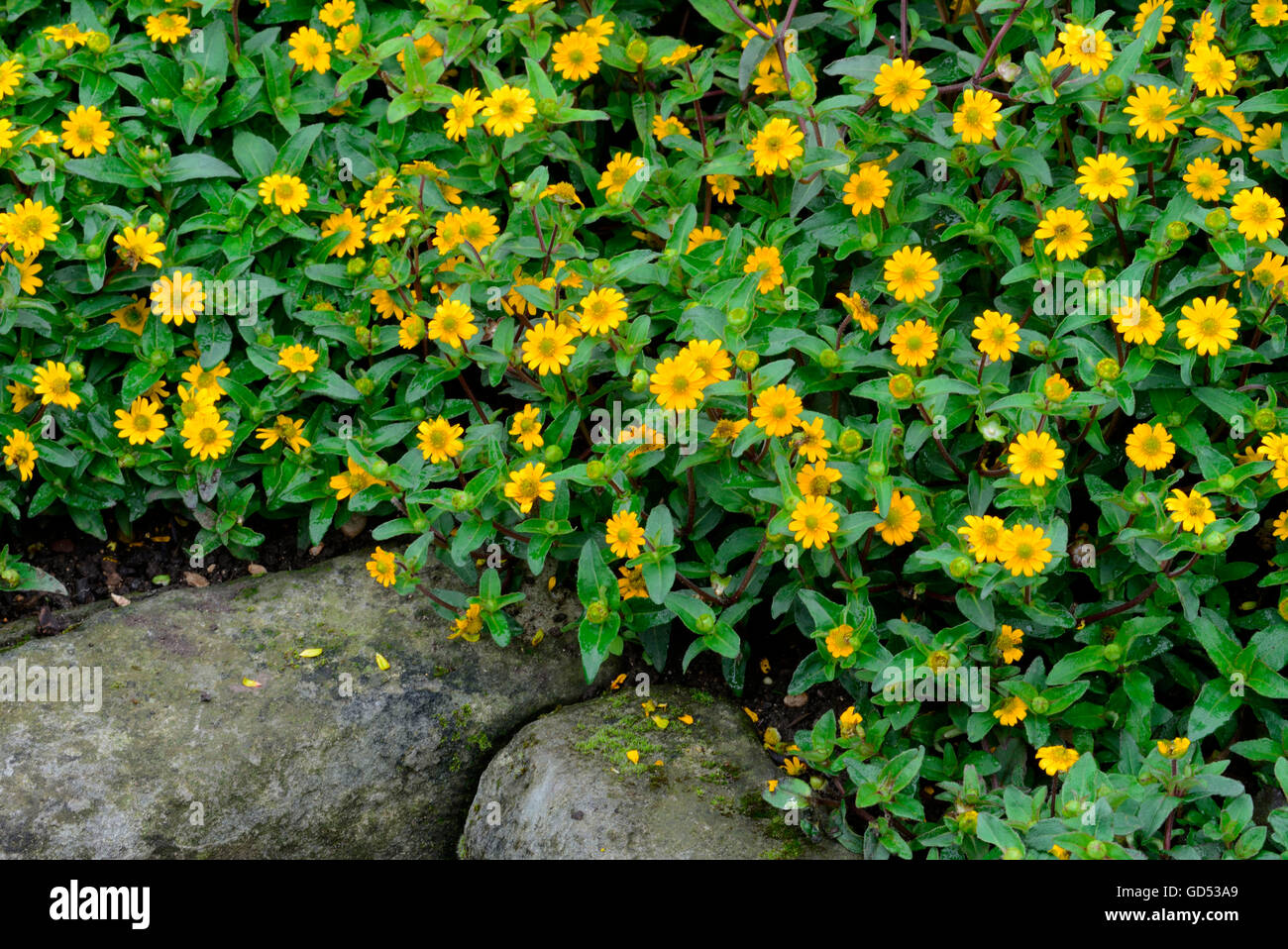 Creeping Zinnia / (Sanvitalia procumbens) Stock Photo
