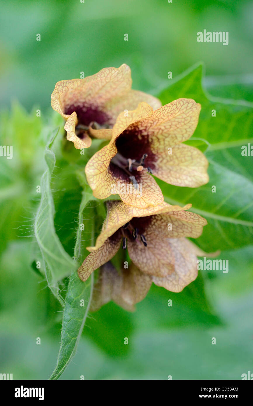 Black Henbane / (Hyoscyamus niger Stock Photo - Alamy