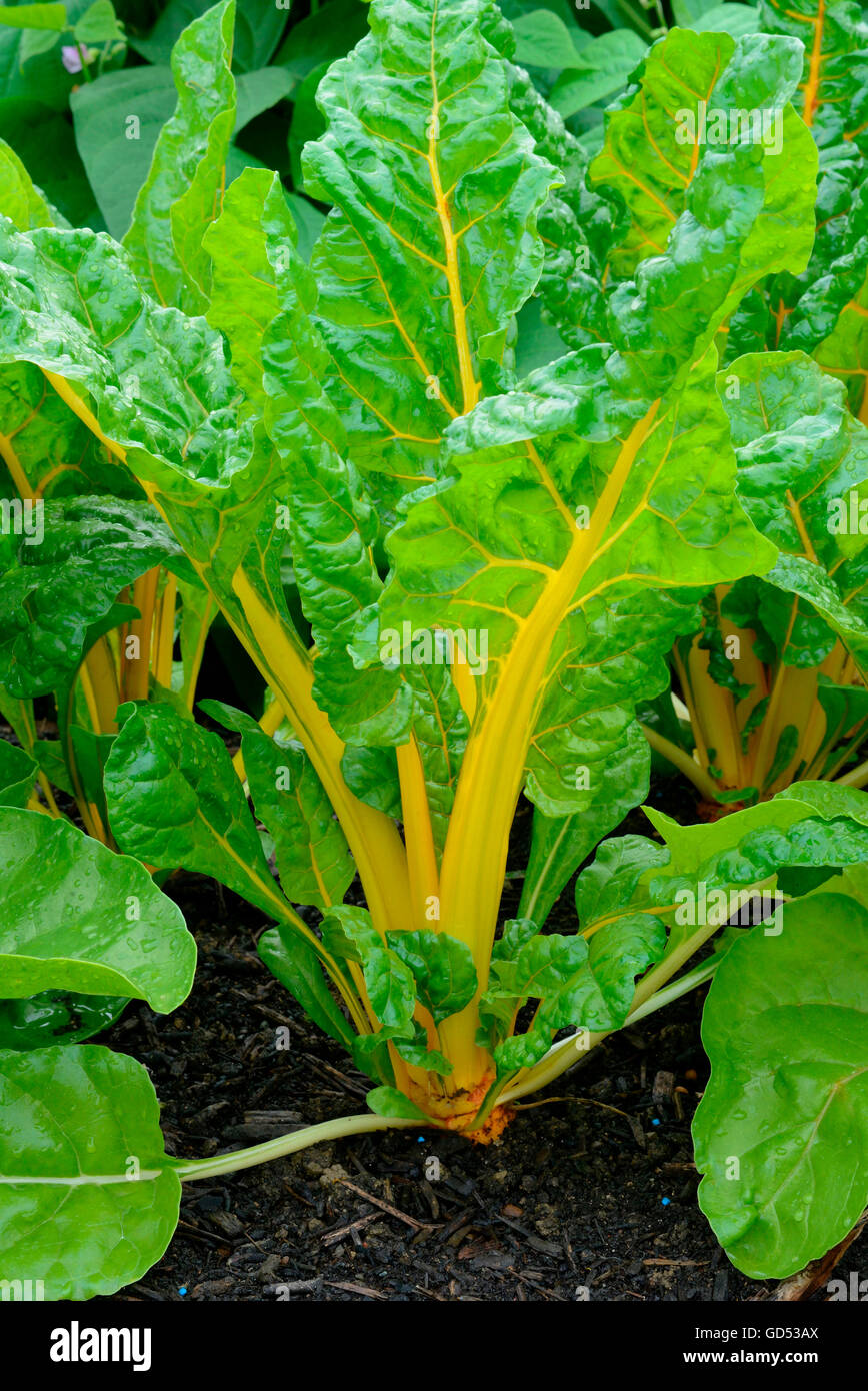 Leaf beet, variety Golden/Bright Yellow / (Beta vulgaris cicla var