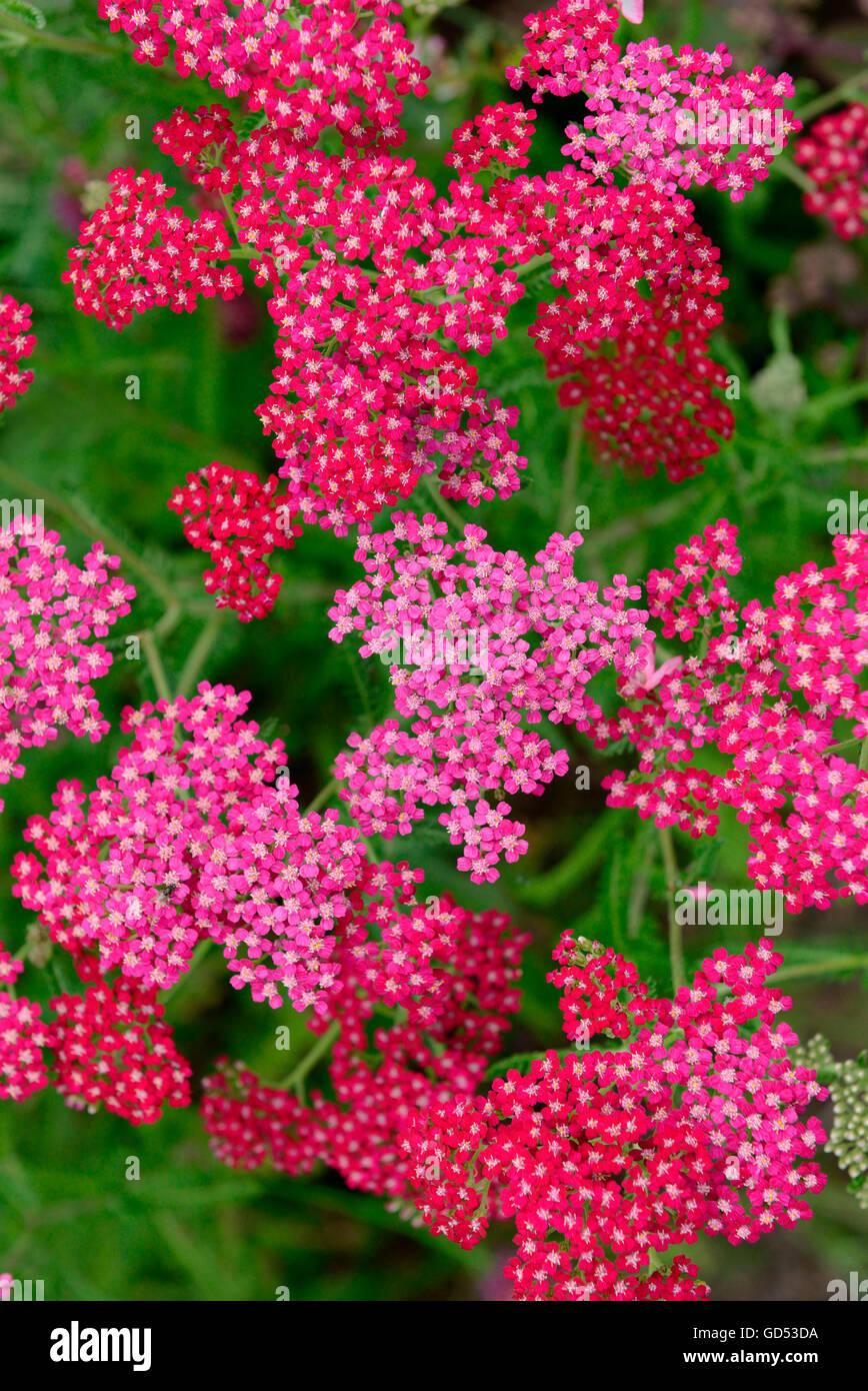 Yarrow, variety Summer Wine / (Achillea millefolium) Stock Photo