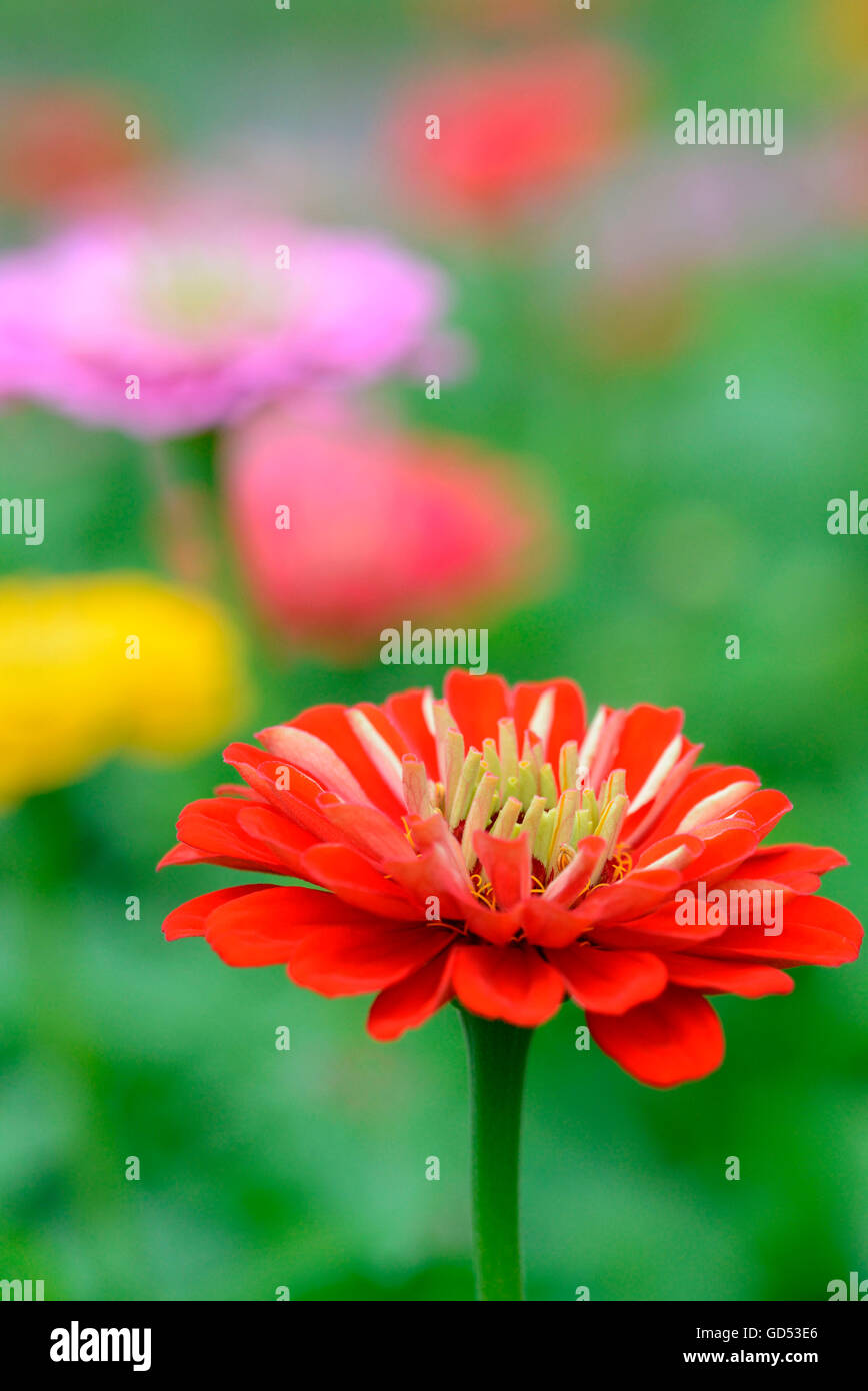 Common Zinnia / (Zinnia elegans Stock Photo - Alamy
