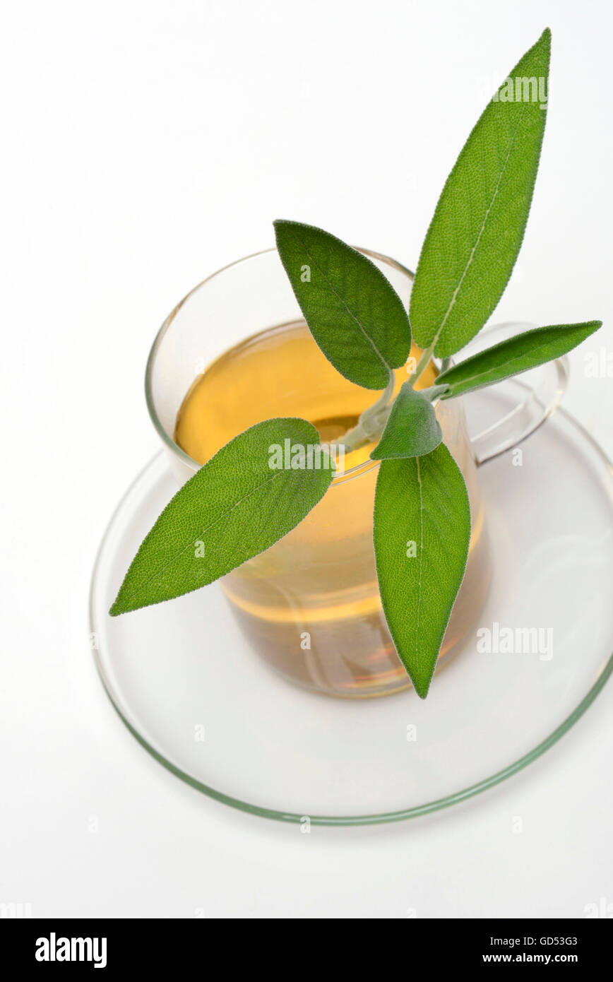 Sage tea / (Salvia officinalis) Stock Photo