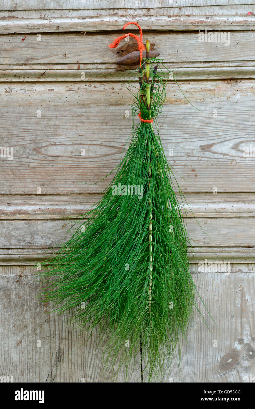 Field horsetail, hung up for drying / (Equisetum arvense) Stock Photo