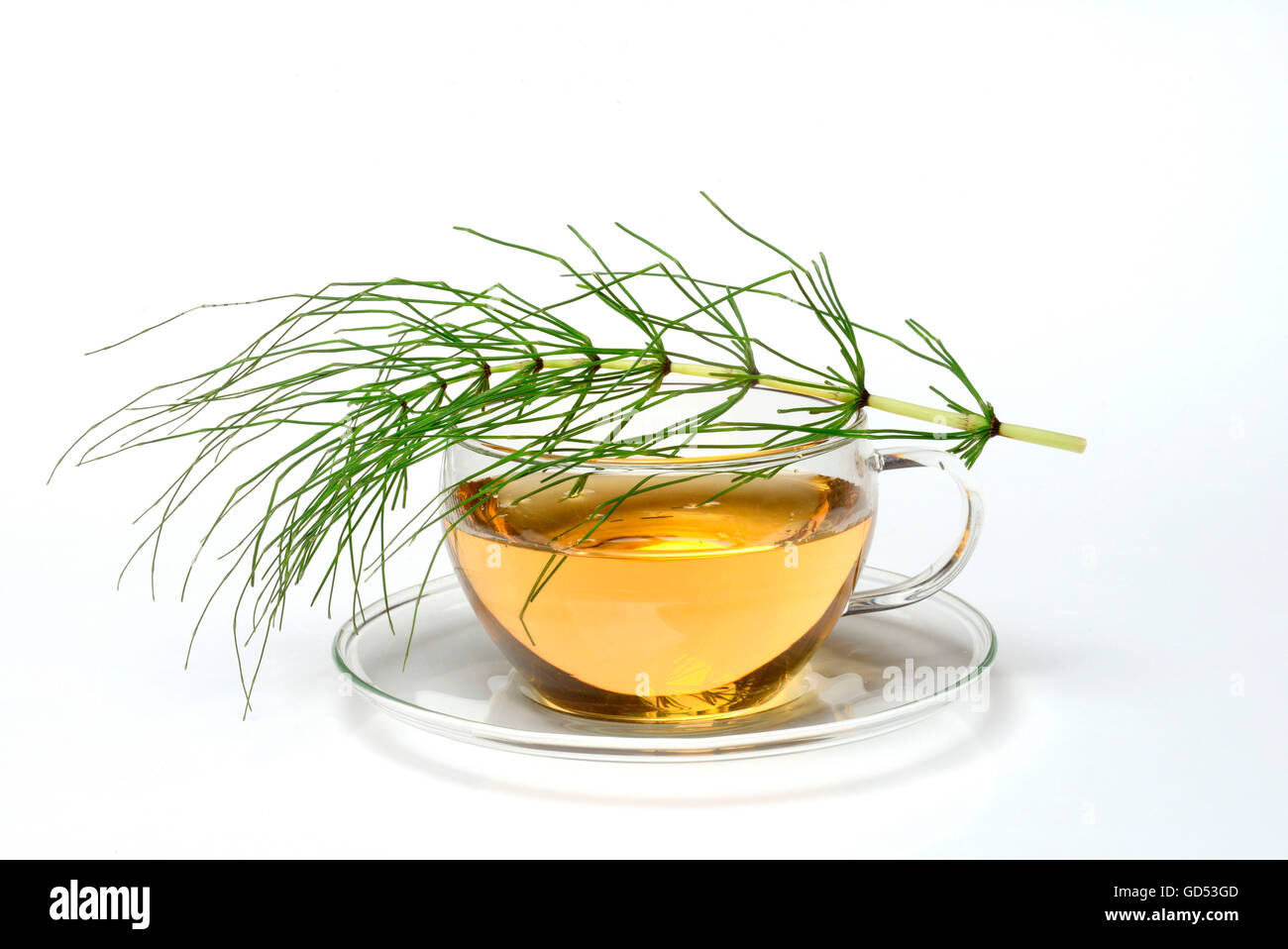 Horsetail tea, Common horsetail / (Equisetum arvense) Stock Photo