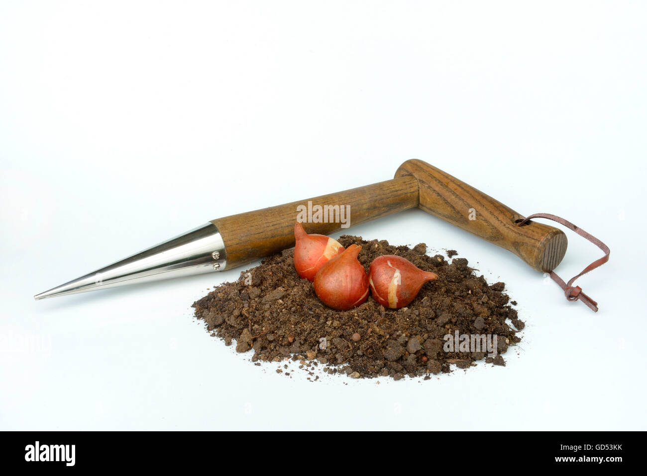 Tulipa Spec High Resolution Stock Photography and Images - Alamy