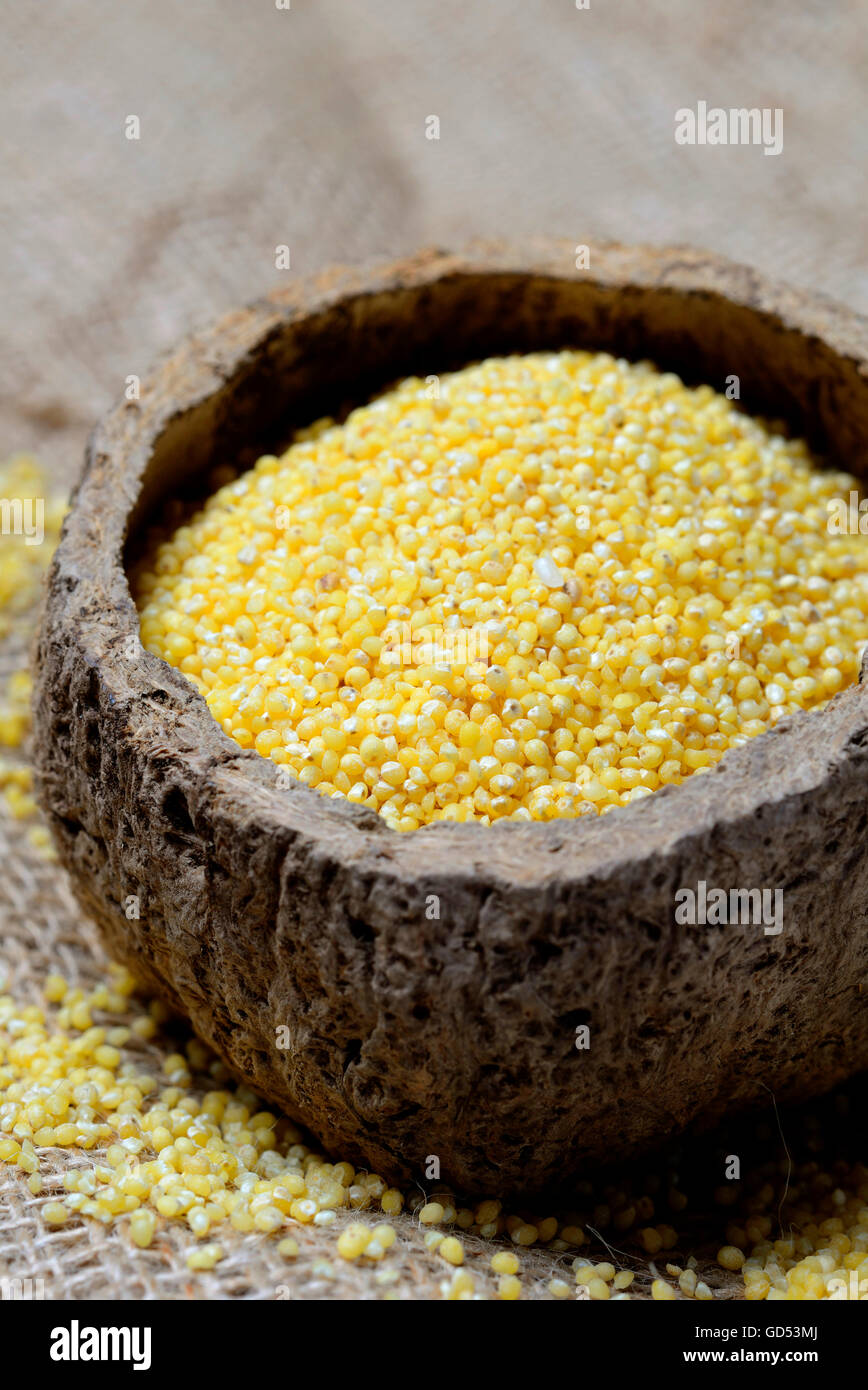 Echte Hirse / (Panicum miliaceum) Stock Photo